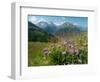 Alpine aster flowering in alpine meadow, Switzerland-Konrad Wothe-Framed Photographic Print