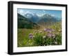 Alpine aster flowering in alpine meadow, Switzerland-Konrad Wothe-Framed Photographic Print