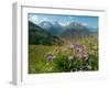 Alpine aster flowering in alpine meadow, Switzerland-Konrad Wothe-Framed Photographic Print