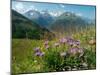 Alpine aster flowering in alpine meadow, Switzerland-Konrad Wothe-Mounted Photographic Print