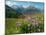 Alpine aster flowering in alpine meadow, Switzerland-Konrad Wothe-Mounted Photographic Print