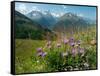 Alpine aster flowering in alpine meadow, Switzerland-Konrad Wothe-Framed Stretched Canvas