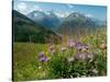 Alpine aster flowering in alpine meadow, Switzerland-Konrad Wothe-Stretched Canvas