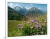 Alpine aster flowering in alpine meadow, Switzerland-Konrad Wothe-Framed Photographic Print