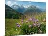 Alpine aster flowering in alpine meadow, Switzerland-Konrad Wothe-Mounted Photographic Print