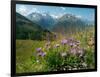 Alpine aster flowering in alpine meadow, Switzerland-Konrad Wothe-Framed Photographic Print