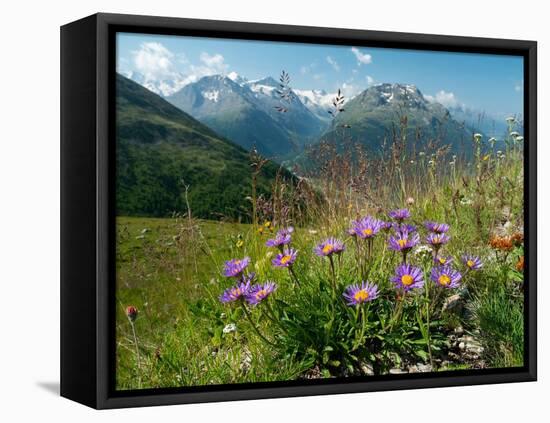 Alpine aster flowering in alpine meadow, Switzerland-Konrad Wothe-Framed Stretched Canvas