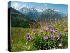 Alpine aster flowering in alpine meadow, Switzerland-Konrad Wothe-Stretched Canvas