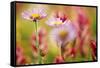 Alpine Aster, Mt. Rainier National Park, Washington State, USA-Stuart Westmorland-Framed Stretched Canvas