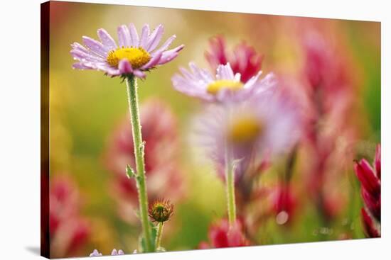 Alpine Aster, Mt. Rainier National Park, Washington State, USA-Stuart Westmorland-Stretched Canvas