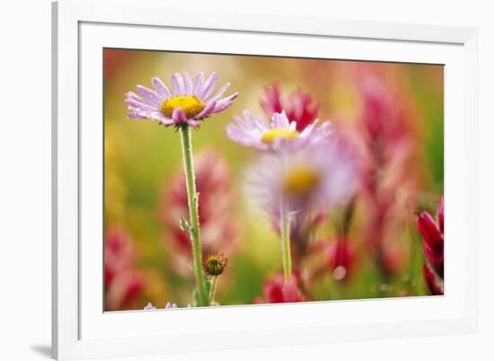 Alpine Aster, Mt. Rainier National Park, Washington State, USA-Stuart Westmorland-Framed Photographic Print