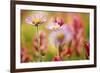 Alpine Aster, Mt. Rainier National Park, Washington State, USA-Stuart Westmorland-Framed Photographic Print