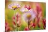 Alpine Aster, Mt. Rainier National Park, Washington State, USA-Stuart Westmorland-Mounted Photographic Print