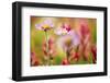 Alpine Aster, Mt. Rainier National Park, Washington State, USA-Stuart Westmorland-Framed Photographic Print