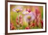 Alpine Aster, Mt. Rainier National Park, Washington State, USA-Stuart Westmorland-Framed Premium Photographic Print