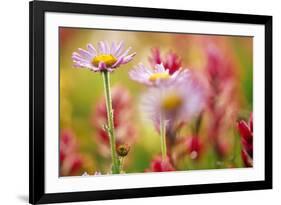 Alpine Aster, Mt. Rainier National Park, Washington State, USA-Stuart Westmorland-Framed Premium Photographic Print