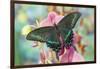 Alpine Black Swallowtail Butterfly, Papilio Maackii-Darrell Gulin-Framed Premium Photographic Print