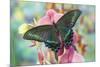 Alpine Black Swallowtail Butterfly, Papilio Maackii-Darrell Gulin-Mounted Premium Photographic Print