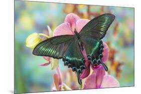 Alpine Black Swallowtail Butterfly, Papilio Maackii-Darrell Gulin-Mounted Premium Photographic Print