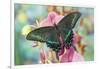 Alpine Black Swallowtail Butterfly, Papilio Maackii-Darrell Gulin-Framed Photographic Print