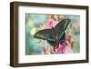 Alpine Black Swallowtail Butterfly, Papilio Maackii-Darrell Gulin-Framed Photographic Print