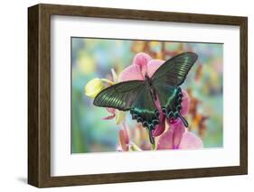 Alpine Black Swallowtail Butterfly, Papilio Maackii-Darrell Gulin-Framed Photographic Print