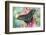 Alpine Black Swallowtail Butterfly, Papilio Maackii-Darrell Gulin-Framed Photographic Print