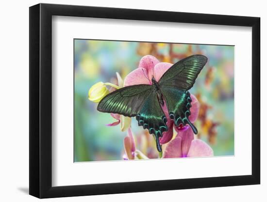 Alpine Black Swallowtail Butterfly, Papilio Maackii-Darrell Gulin-Framed Photographic Print