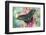 Alpine Black Swallowtail Butterfly, Papilio Maackii-Darrell Gulin-Framed Photographic Print