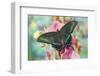 Alpine Black Swallowtail Butterfly, Papilio Maackii-Darrell Gulin-Framed Photographic Print