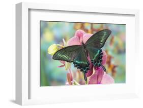 Alpine Black Swallowtail Butterfly, Papilio Maackii-Darrell Gulin-Framed Photographic Print