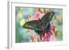 Alpine Black Swallowtail Butterfly, Papilio Maackii-Darrell Gulin-Framed Photographic Print