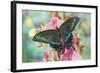 Alpine Black Swallowtail Butterfly, Papilio Maackii-Darrell Gulin-Framed Photographic Print