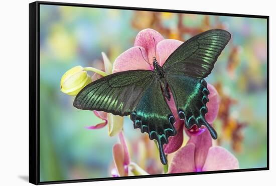 Alpine Black Swallowtail Butterfly, Papilio Maackii-Darrell Gulin-Framed Stretched Canvas