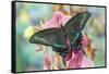 Alpine Black Swallowtail Butterfly, Papilio Maackii-Darrell Gulin-Framed Stretched Canvas