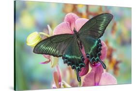 Alpine Black Swallowtail Butterfly, Papilio Maackii-Darrell Gulin-Stretched Canvas