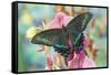 Alpine Black Swallowtail Butterfly, Papilio Maackii-Darrell Gulin-Framed Stretched Canvas