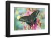 Alpine Black Swallowtail Butterfly, Papilio Maackii-Darrell Gulin-Framed Premium Photographic Print