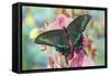 Alpine Black Swallowtail Butterfly, Papilio Maackii-Darrell Gulin-Framed Stretched Canvas