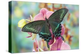 Alpine Black Swallowtail Butterfly, Papilio Maackii-Darrell Gulin-Stretched Canvas