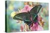 Alpine Black Swallowtail Butterfly, Papilio Maackii-Darrell Gulin-Stretched Canvas