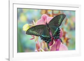 Alpine Black Swallowtail Butterfly, Papilio Maackii-Darrell Gulin-Framed Photographic Print