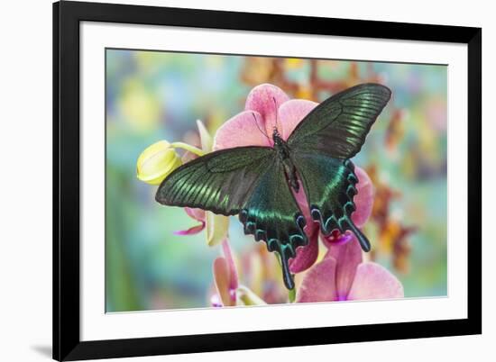 Alpine Black Swallowtail Butterfly, Papilio Maackii-Darrell Gulin-Framed Photographic Print