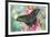 Alpine Black Swallowtail Butterfly, Papilio Maackii-Darrell Gulin-Framed Photographic Print