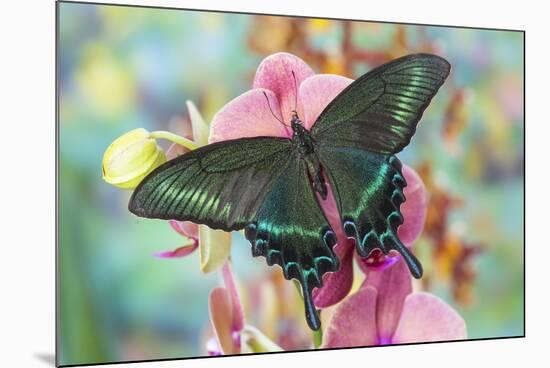 Alpine Black Swallowtail Butterfly, Papilio Maackii-Darrell Gulin-Mounted Photographic Print