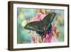 Alpine Black Swallowtail Butterfly, Papilio Maackii-Darrell Gulin-Framed Photographic Print