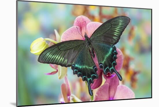 Alpine Black Swallowtail Butterfly, Papilio Maackii-Darrell Gulin-Mounted Photographic Print