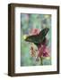 Alpine Black Swallowtail Butterfly, Papilio Maackii-Darrell Gulin-Framed Photographic Print