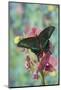 Alpine Black Swallowtail Butterfly, Papilio Maackii-Darrell Gulin-Mounted Photographic Print