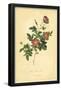 Alpine Brier Rose-null-Framed Poster